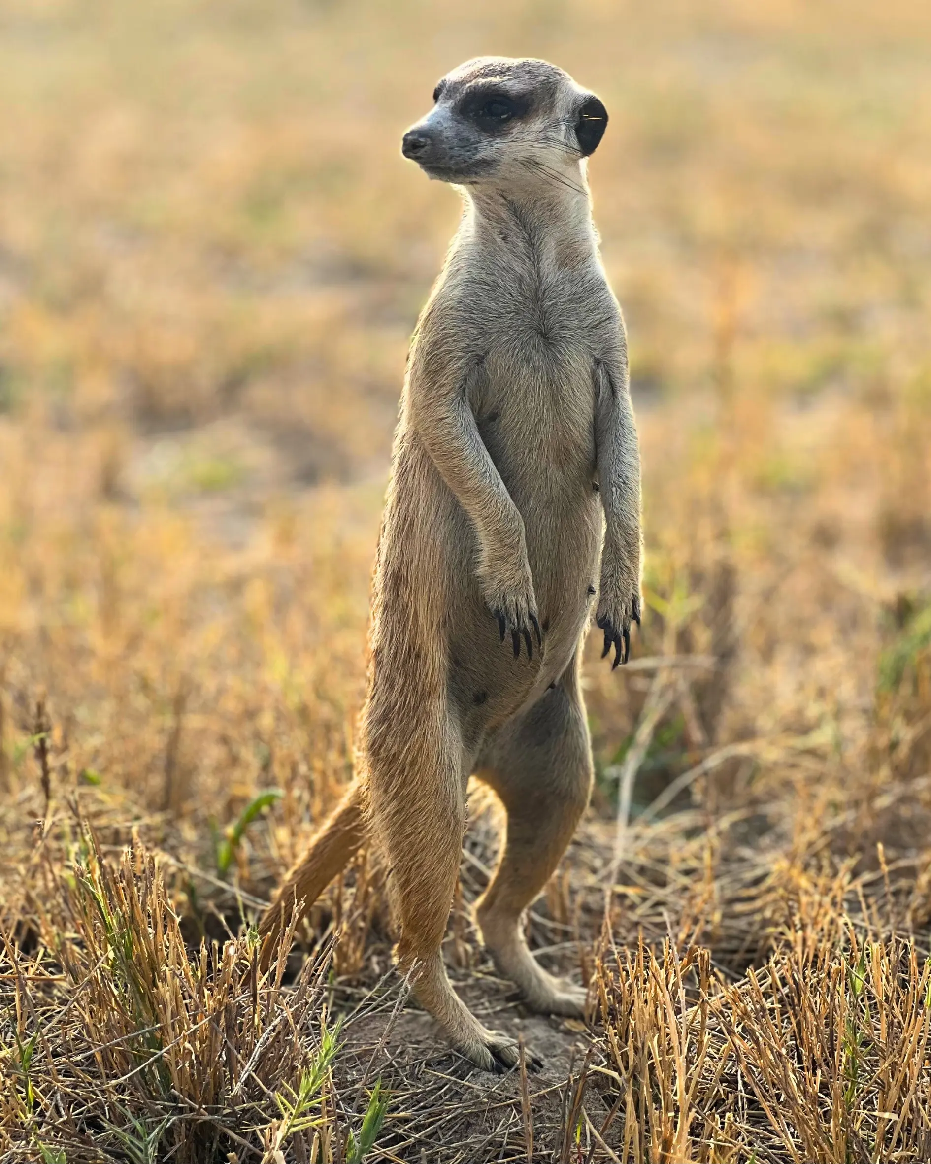 A meerkat stands upright on its hind legs in a dry, grassy field, alert and looking off into the distance. The sunlight creates a warm, golden glow over the animal and the landscape.