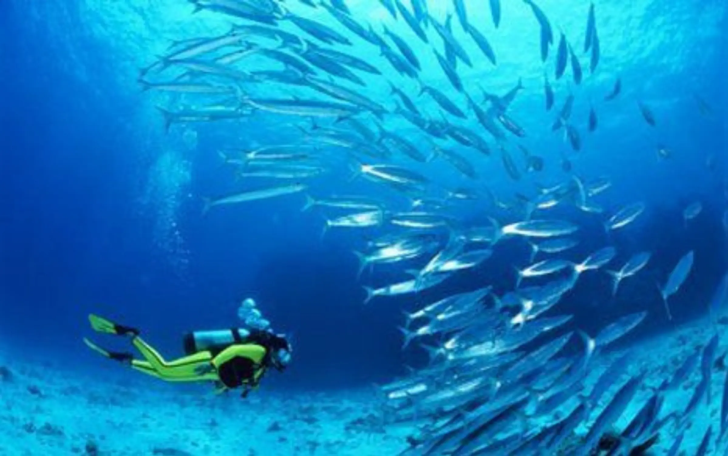 A scuba diver in a yellow wetsuit swims underwater near a large, dense school of silver fish, with sunlight streaming down through the blue water.