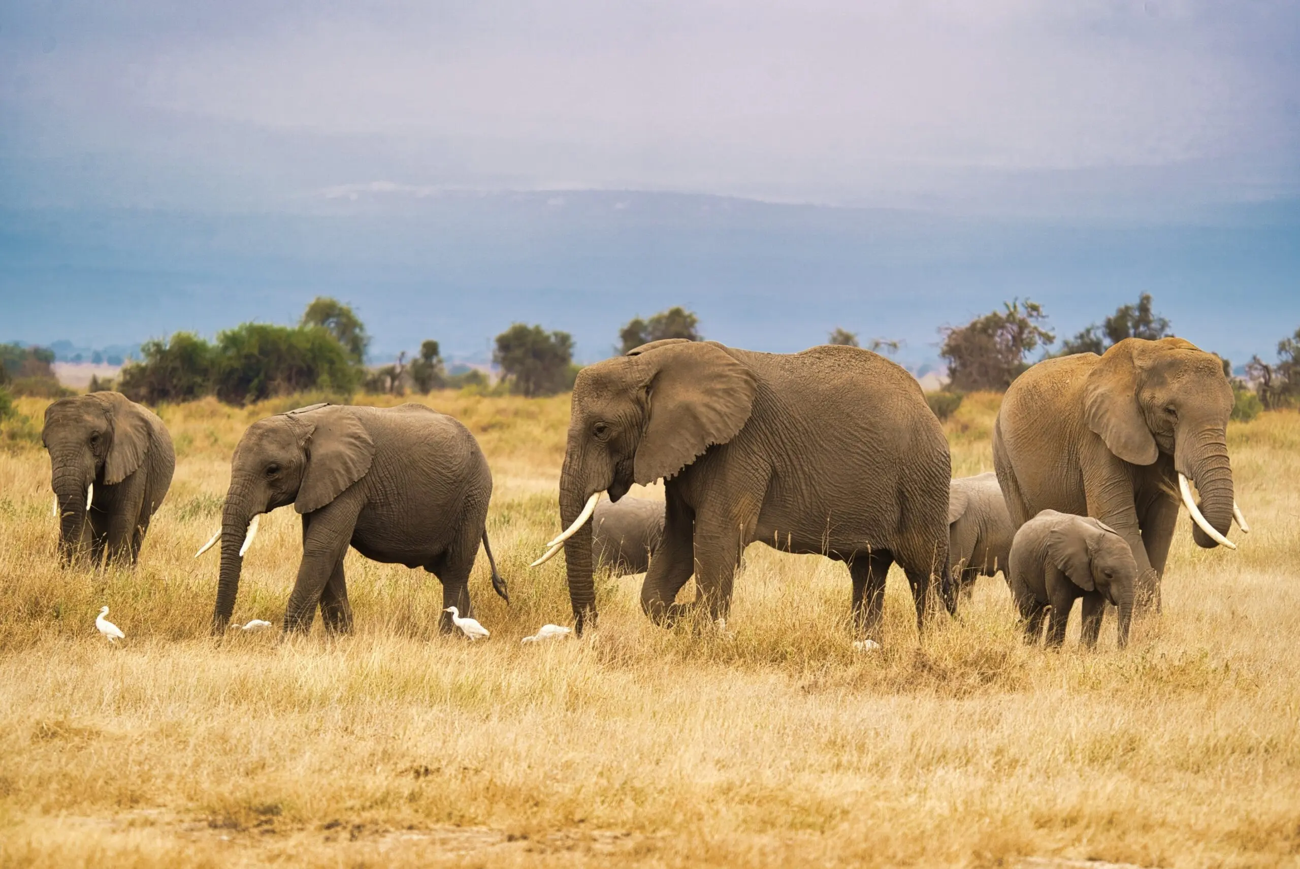 Een kudde olifanten, waaronder volwassenen en een kalf, loopt door droog grasland met verschillende witte vogels in de buurt. Op de achtergrond zijn bomen en struiken te zien onder een bewolkte hemel.