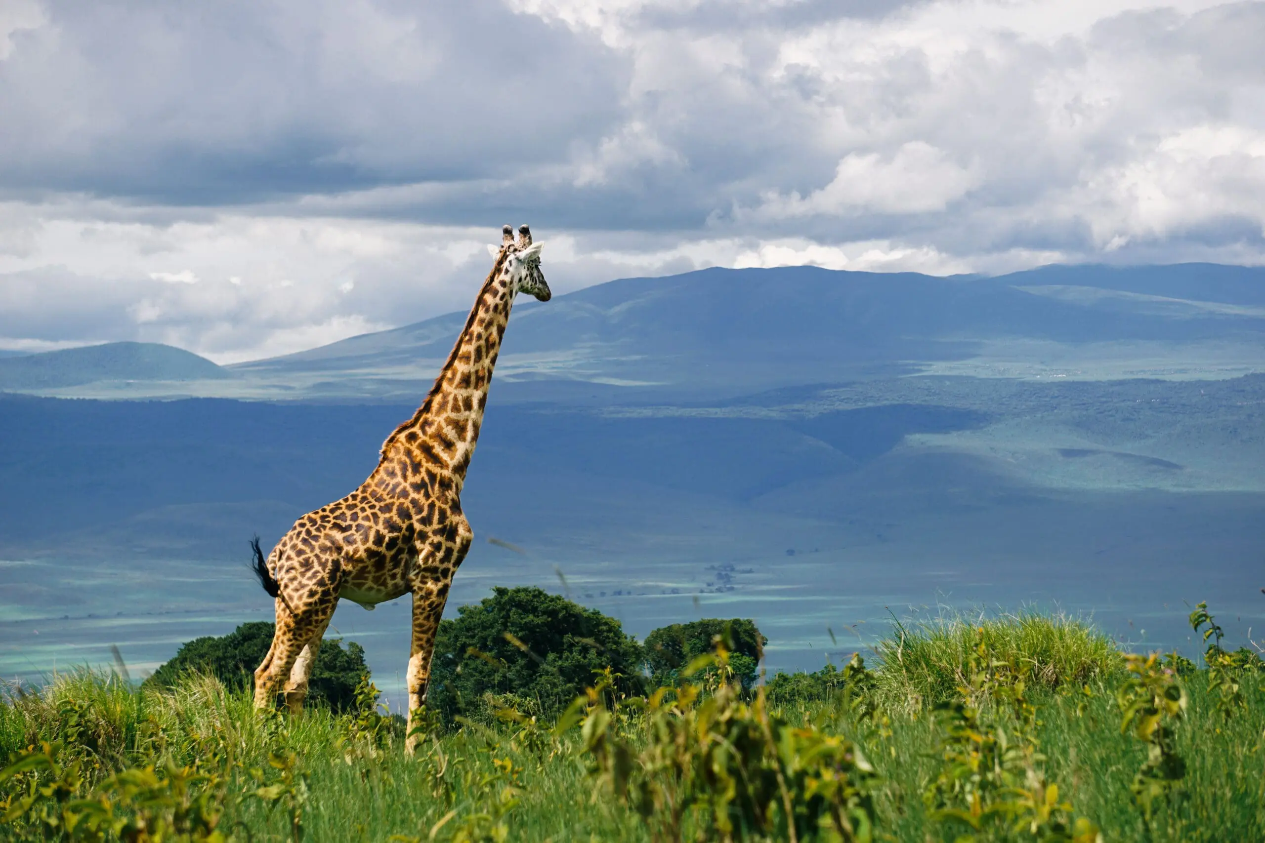 Een giraffe staat op een grasveld met weelderig groen in Tanzania, terwijl bergen in de verte en een bewolkte hemel de achtergrond vullen - een onvergetelijk gezicht voor reizigers die graag reizen.