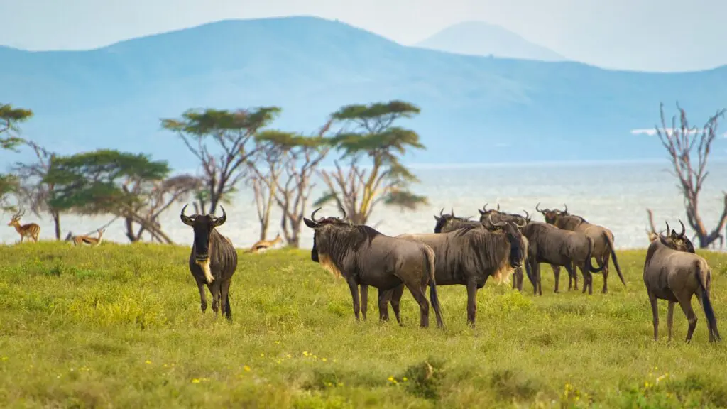 Een groep wildebeesten graast langs de oevers van Lake Naivasha met acaciabomen en bergen op de achtergrond