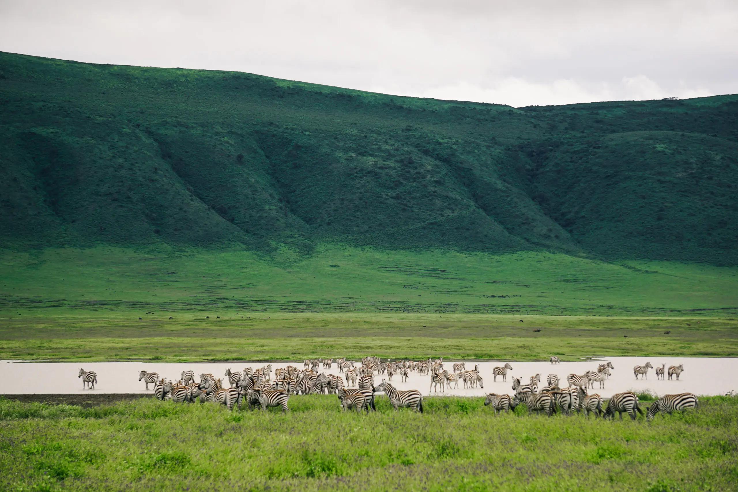 Eine große Zebraherde versammelt sich in der Nähe eines Wasserlochs in einem üppig grünen Tal mit hohen, grasbewachsenen Hügeln im Hintergrund unter einem bewölkten Himmel.