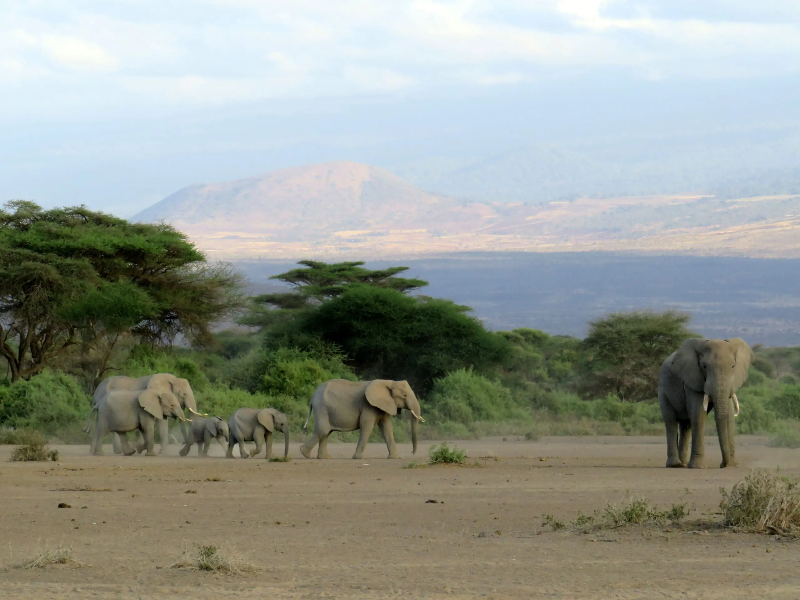 Een kudde olifanten, waaronder volwassenen en kalveren, loopt over een droog, zanderig landschap met verspreide groene bomen. Dit doet denken aan de wilde schoonheid van Afrika en de geest van het reizen in Tanzania onder verre, door wolken omgeven bergen.
