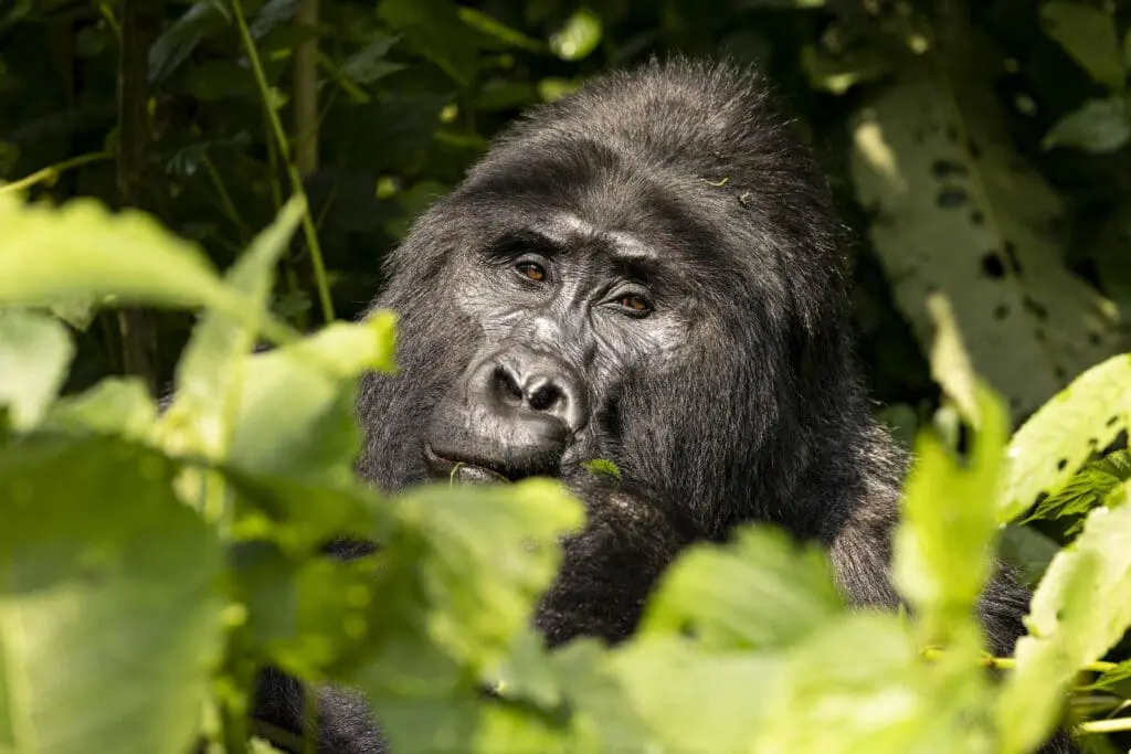 A close-up of a gorilla sitting among lush green leaves, looking directly at the camera with a calm expression. Its dark fur and gentle eyes are clearly visible through the foliage.