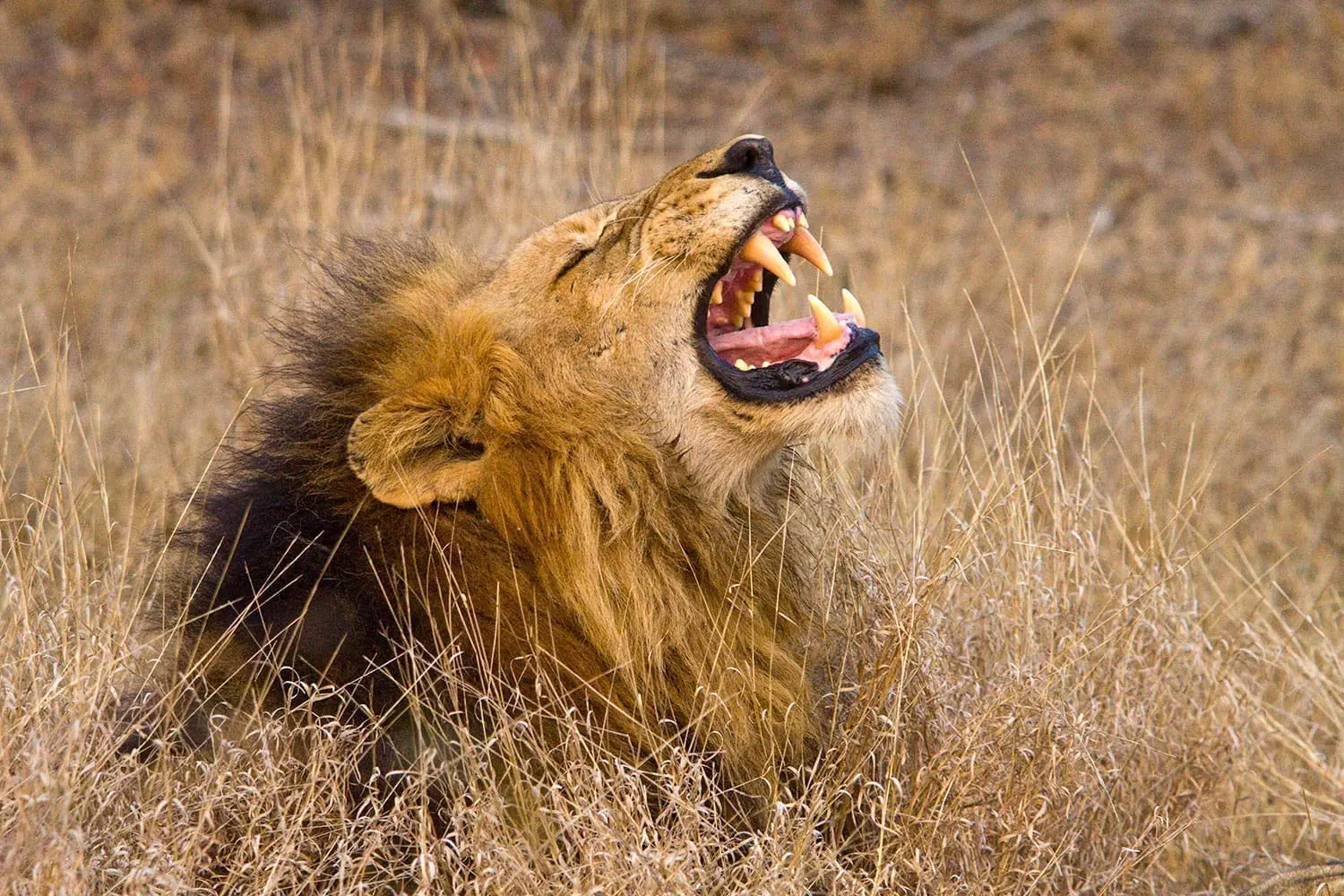 Een mannetjesleeuw zit in het droge gras van Afrika met zijn hoofd schuin naar achteren en zijn bek wijd open, waardoor zijn grote tanden en hoektanden te zien zijn terwijl hij brult of geeuwt - een adembenemend gezicht voor reizigers die van reizen houden.