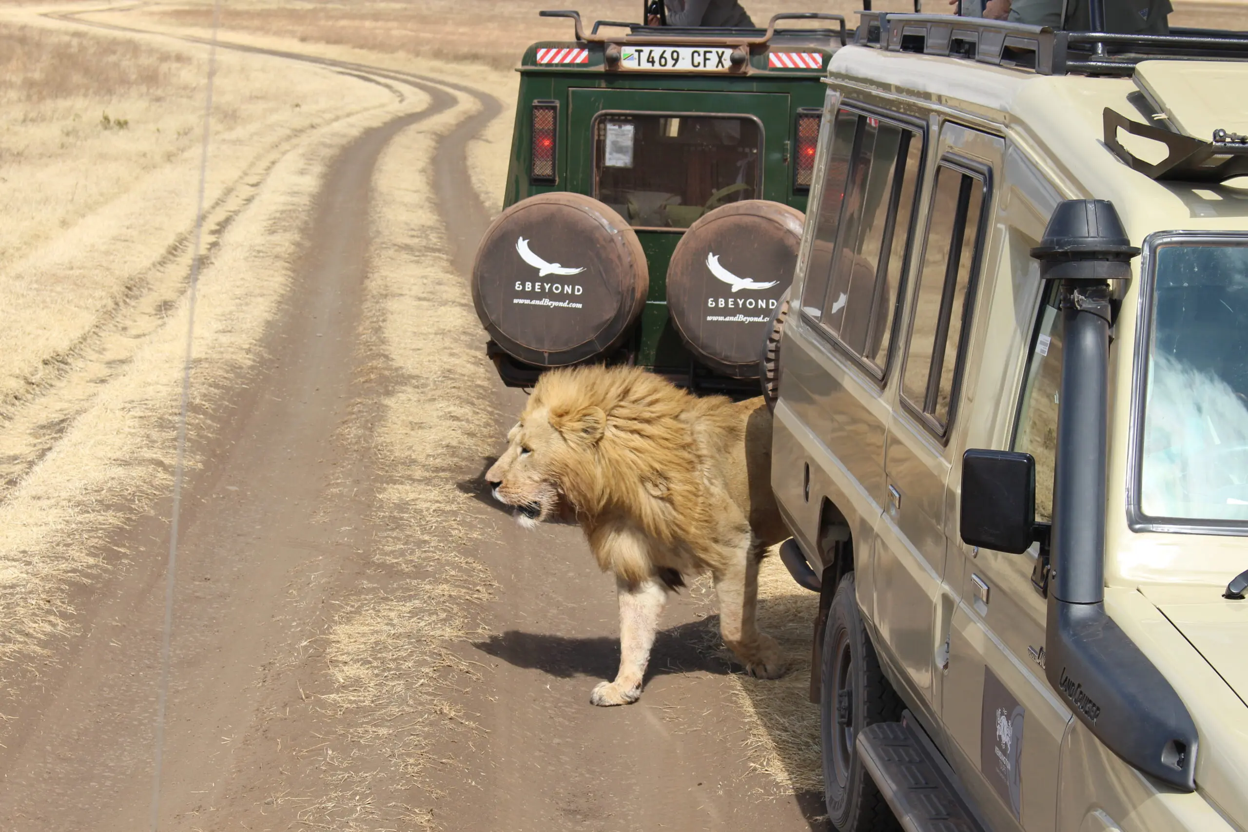 A lion walks between two safari vehicles on a dirt road in a dry, grassy landscape. The vehicles are parked closely, and the lion appears calm as it moves past them.