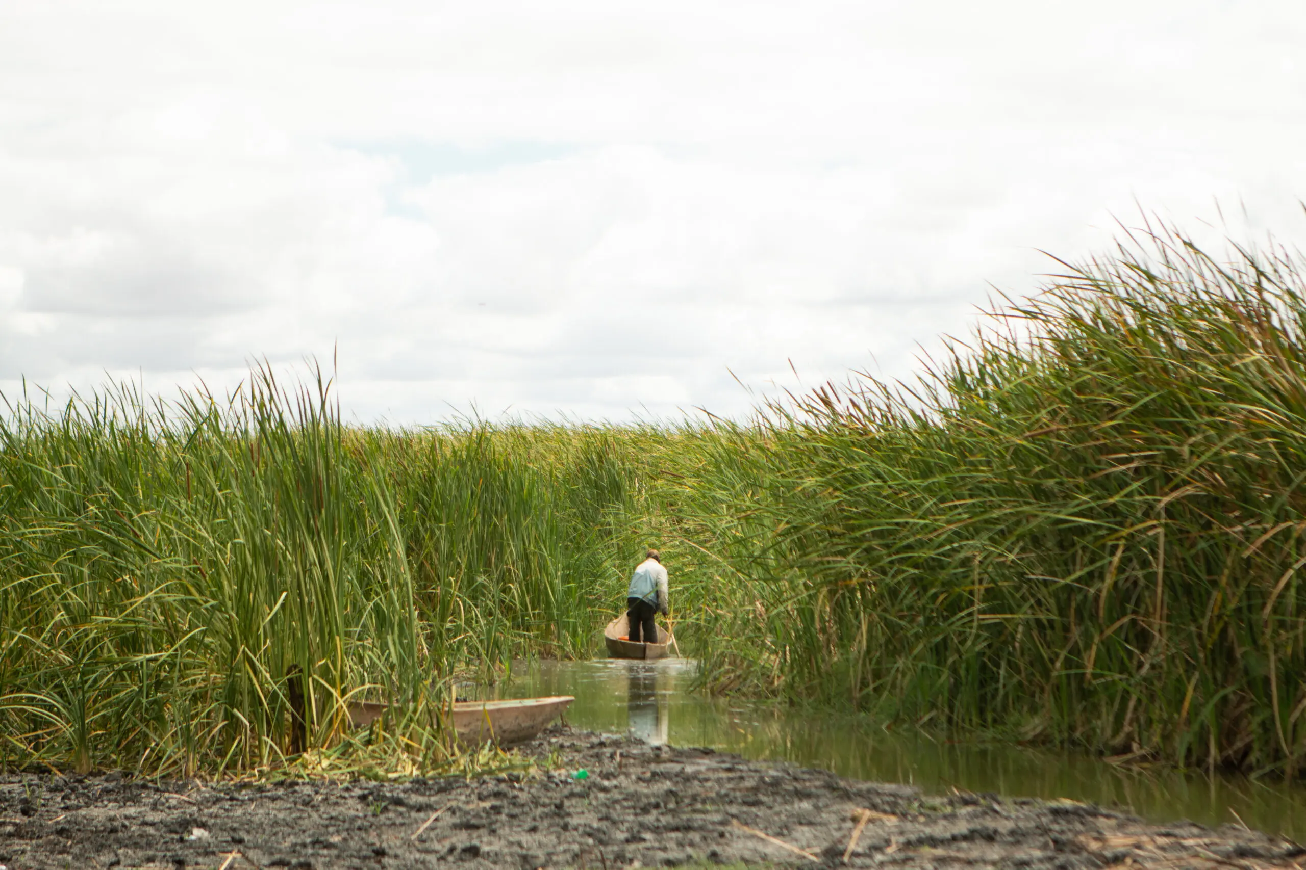 A person in a small wooden boat paddles through tall green reeds on a narrow waterway under a cloudy sky. The scene is calm and surrounded by dense vegetation.