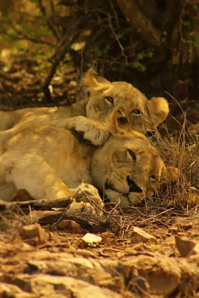 Two young lions lie on the ground in dry grass; one rests its head on the other’s neck with a paw draped over, both appearing relaxed in a sunlit setting—an unforgettable scene for anyone travelling through South Africa.