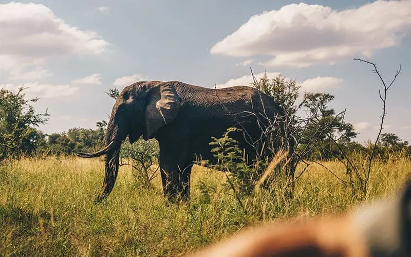 Een olifant staat in hoog gras met struiken en bomen eromheen, onder een gedeeltelijk bewolkte hemel, in wat een Zuid-Afrikaanse savanne lijkt te zijn - een iconisch tafereel voor iedereen die houdt van reizen door de wilde landschappen van Afrika.