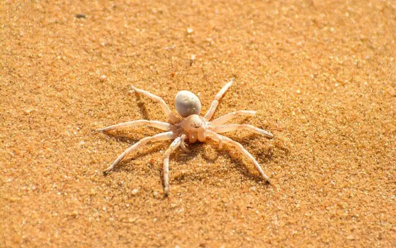 Een bleke, achtpotige spin met een afgerond achterlijf gaat op in het zandoppervlak terwijl hij over het goudbruine zand kruipt.