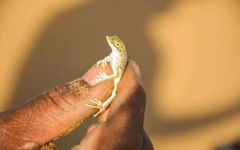 A person with sandy fingers gently holds a small, green and brown lizard against a blurred, warm-toned background.