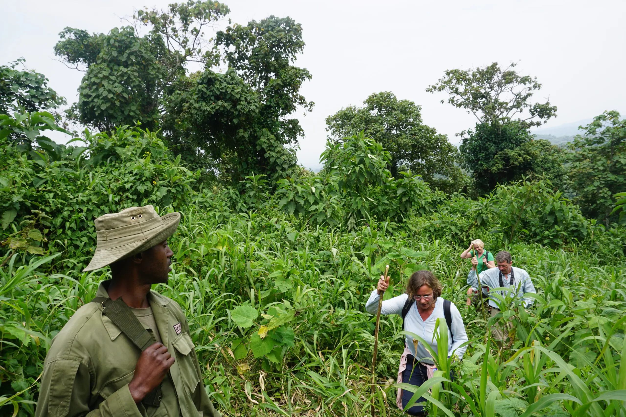 Een groep mensen, onder leiding van een gids in een kaki uniform en hoed, wandelt door dichte, groene vegetatie in een tropisch woud, omringd door hoog gras en weelderige bomen onder een bewolkte hemel.