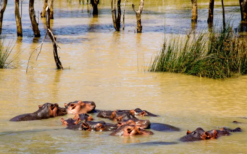 Een groep nijlpaarden gedeeltelijk ondergedompeld in modderig water, met hun hoofden zichtbaar boven het oppervlak. Lang gras en bladerloze bomen groeien aan de rand van het water op de achtergrond.