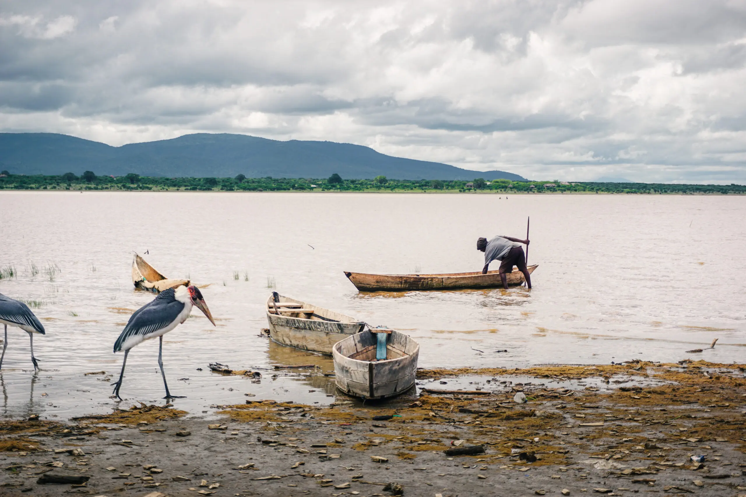 Two large birds stand on muddy ground by a lakeshore with three wooden boats, one man in a boat paddling away from the shore. A mountain range and cloudy sky appear in the background.
