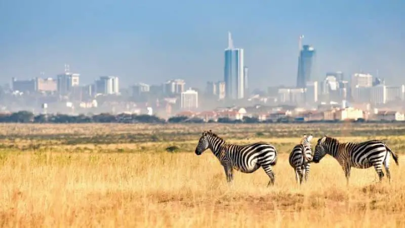 groep zebra’s in gele savanne met skyline van nairobi op de achtergrond