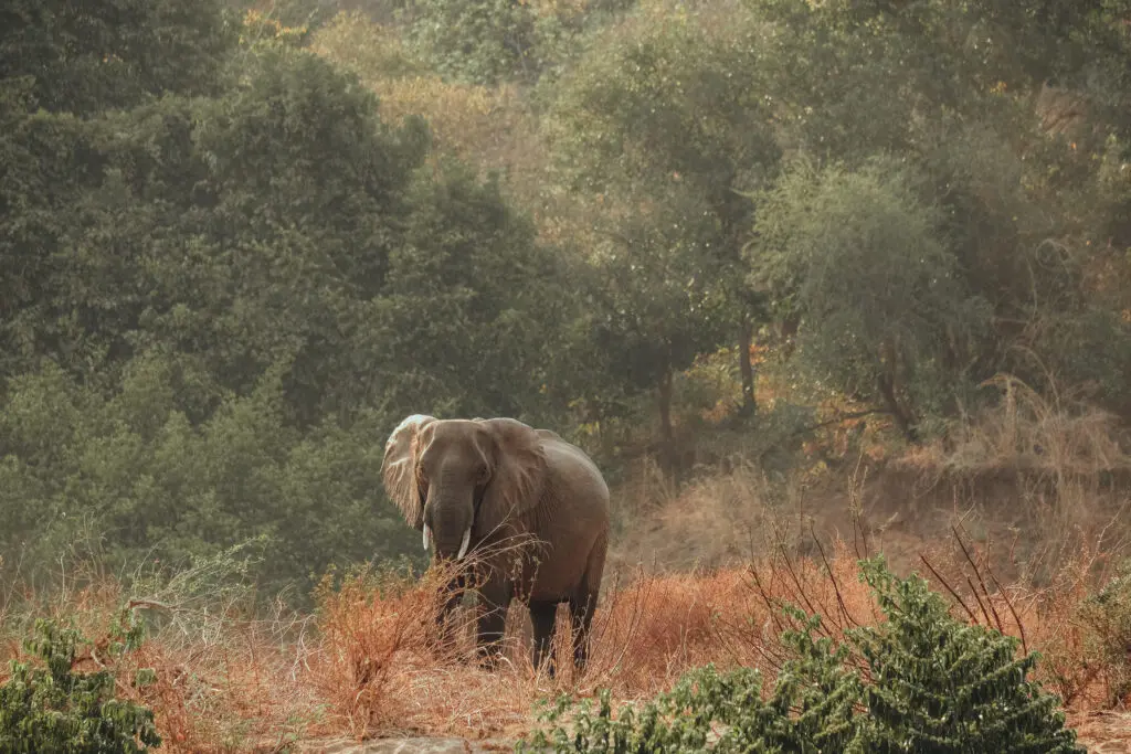 Een olifant staat te midden van hoog, droog gras en struikgewas in Malawi, met dichte groene bomen op de achtergrond onder zacht natuurlijk licht, waardoor reizigers een glimp kunnen opvangen van de serene wildernis van Afrika.