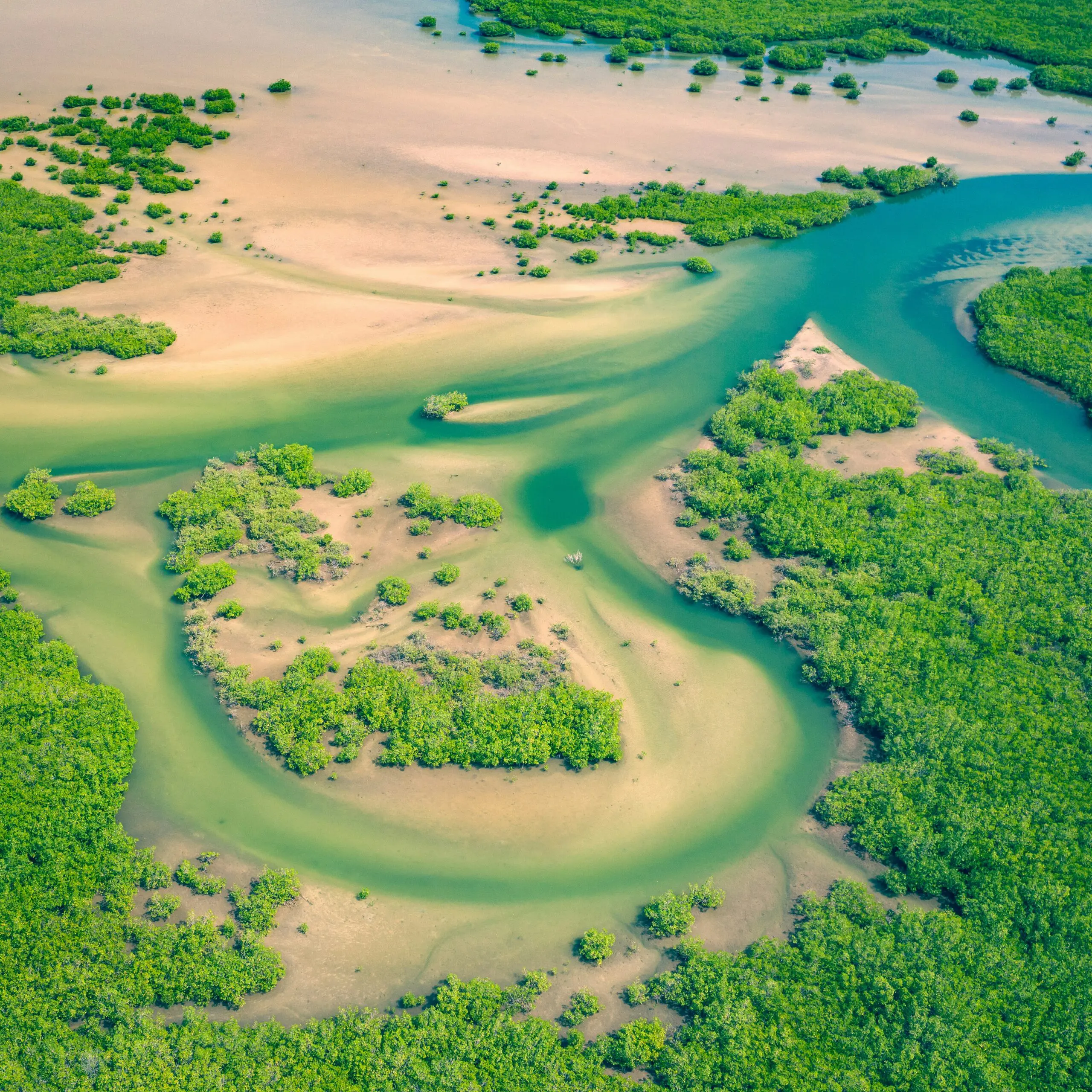 Luchtfoto van een kronkelende rivier met groene vegetatie en zandbanken; weelderige mangrovebomen omzomen het turquoise water en creëren een levendig natuurlijk landschap.