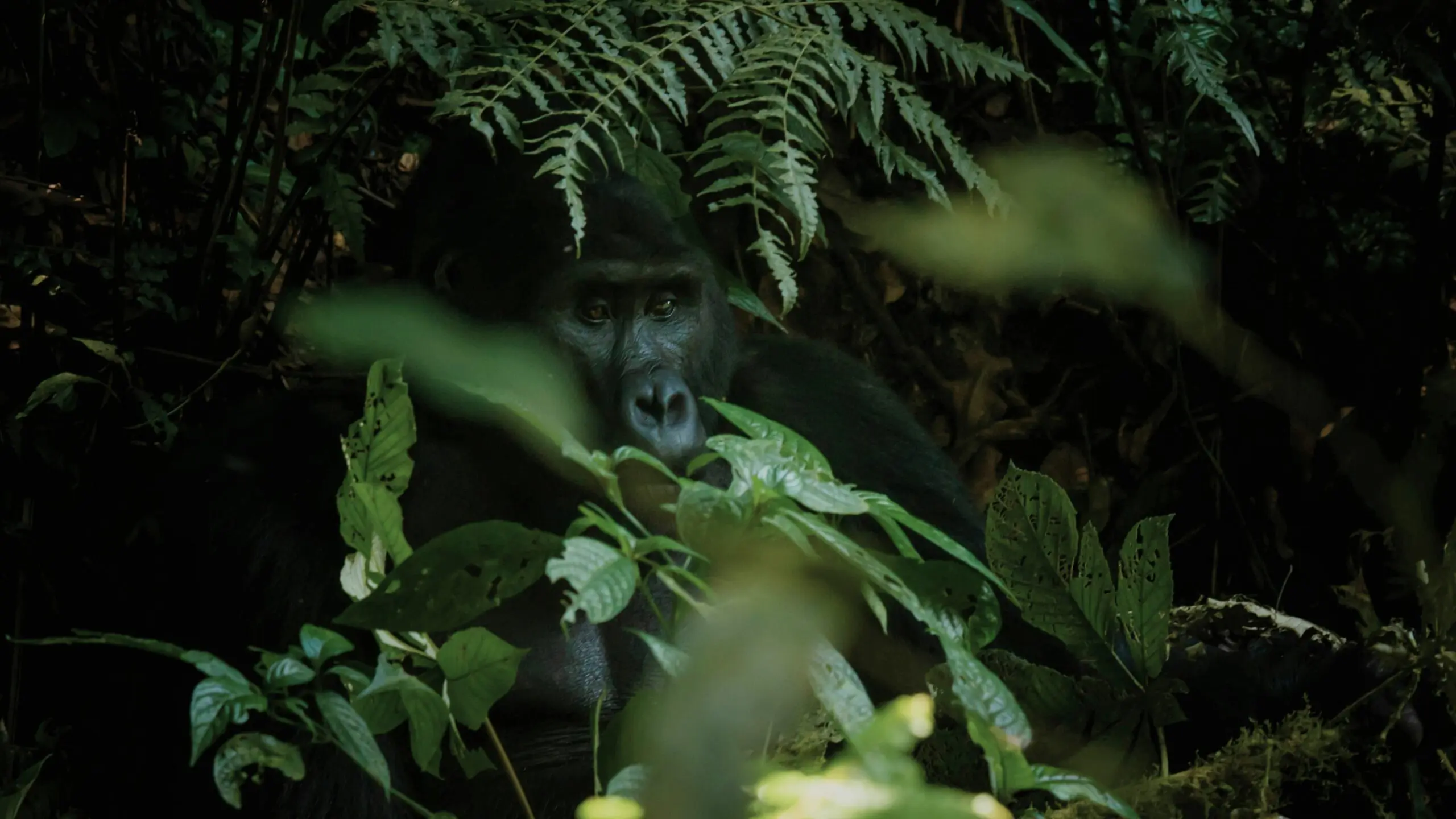 Een gorilla zit gedeeltelijk verborgen tussen dicht groen gebladerte en grote bladeren in een bos, met licht dat door de planten erboven filtert.