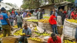 Een drukke openluchtmarkt met veel mensen omringd door grote manden en zakken vol sinaasappels en andere citrusvruchten. Verkopers en klanten communiceren tussen geïmproviseerde kraampjes onder dekzeilen en bomen.