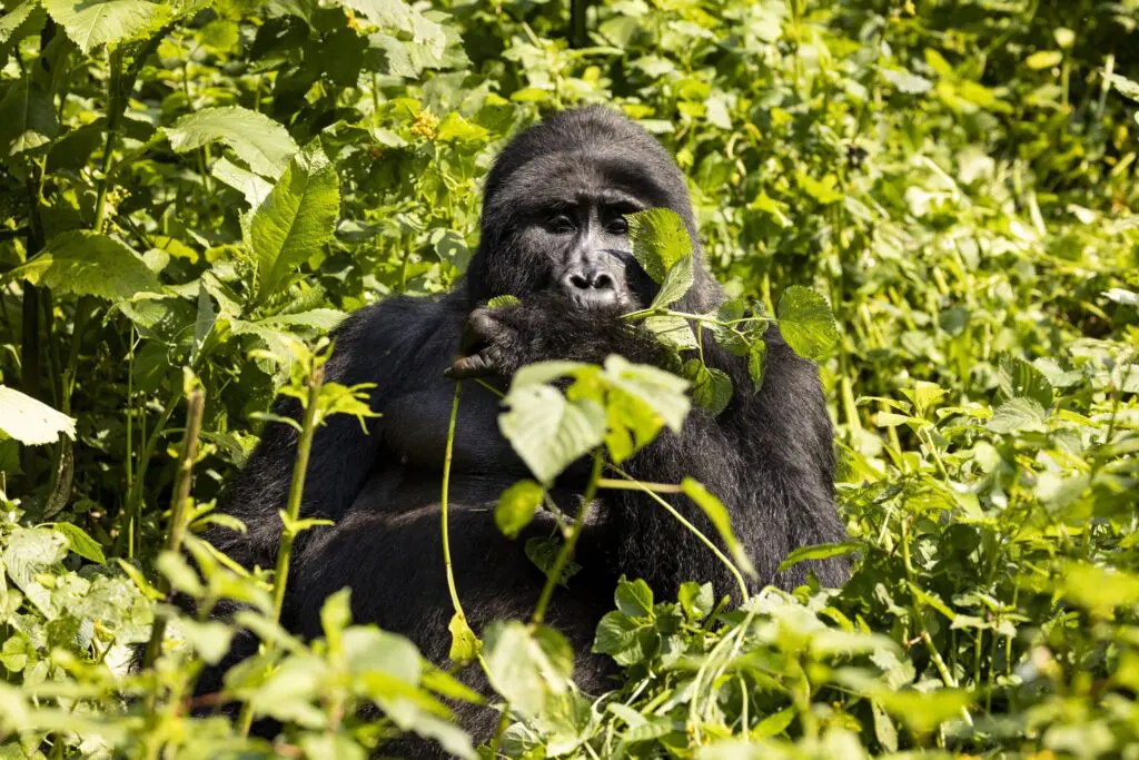 Een grote gorilla zit tussen dichte groene bladeren, houdt bladeren vast en eet ze op, gedeeltelijk verborgen door de omringende vegetatie.