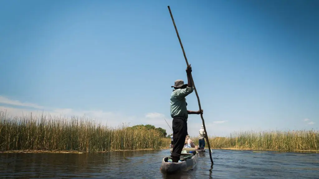 Een persoon staat en vaart een smalle kano met een lange stok door kalm water omgeven door hoog riet onder een strakblauwe hemel. Een andere kano met mensen ligt voor ons.