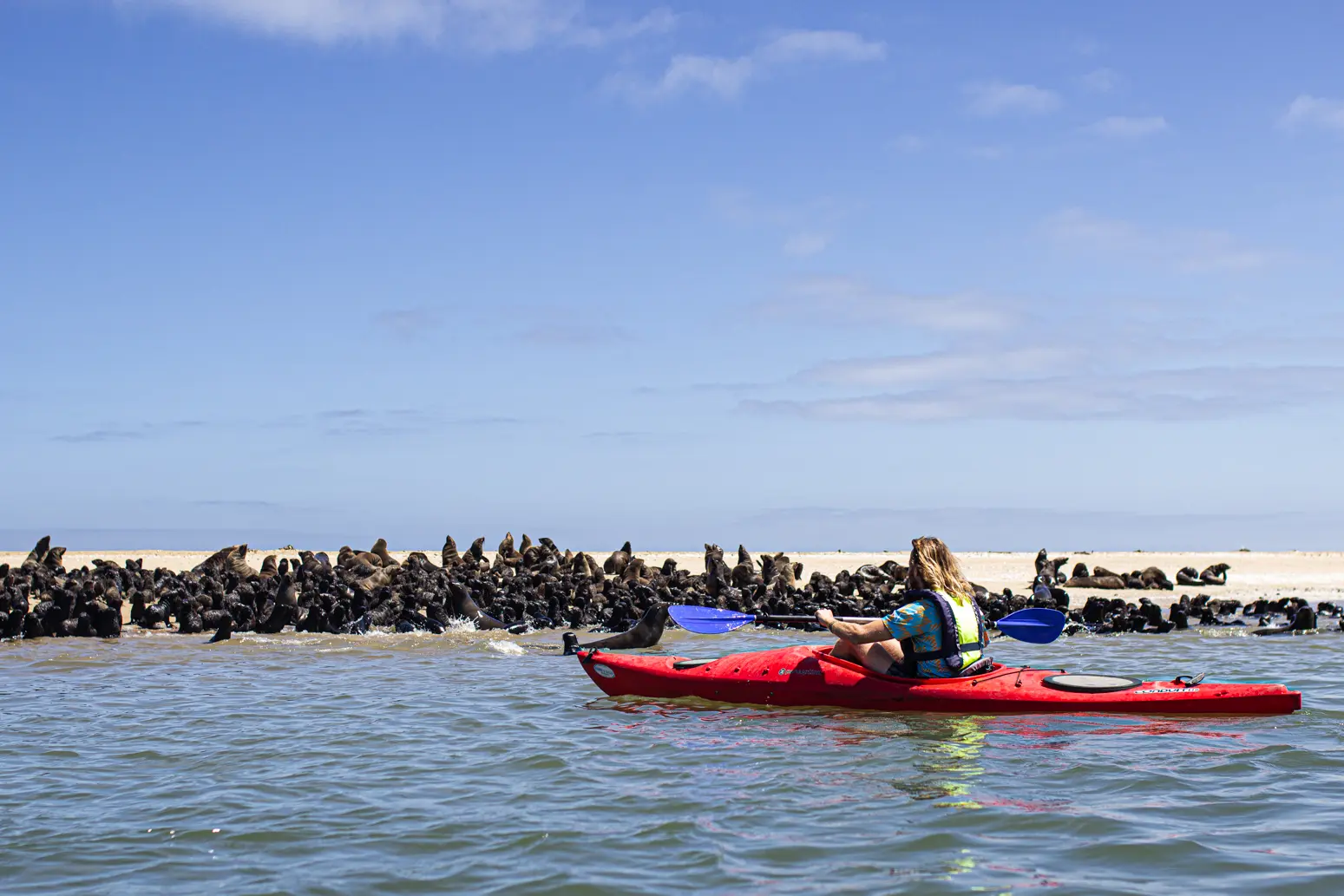 Een persoon in een rode kajak peddelt in de buurt van een zandstrand vol zeehonden onder een helderblauwe lucht met verspreide wolken.