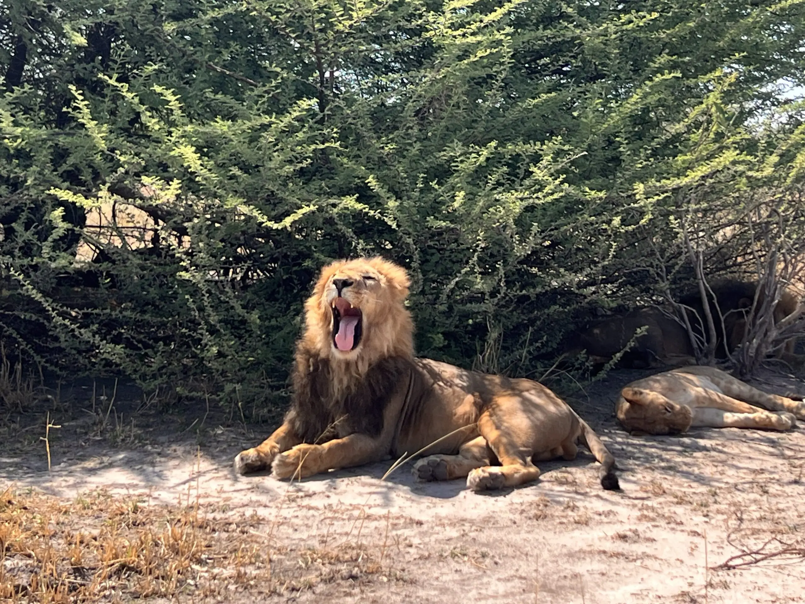 Een mannetjesleeuw zit op de grond in de schaduw en gaapt breeduit, terwijl een andere leeuw vlakbij ligt, gedeeltelijk verborgen onder struiken.