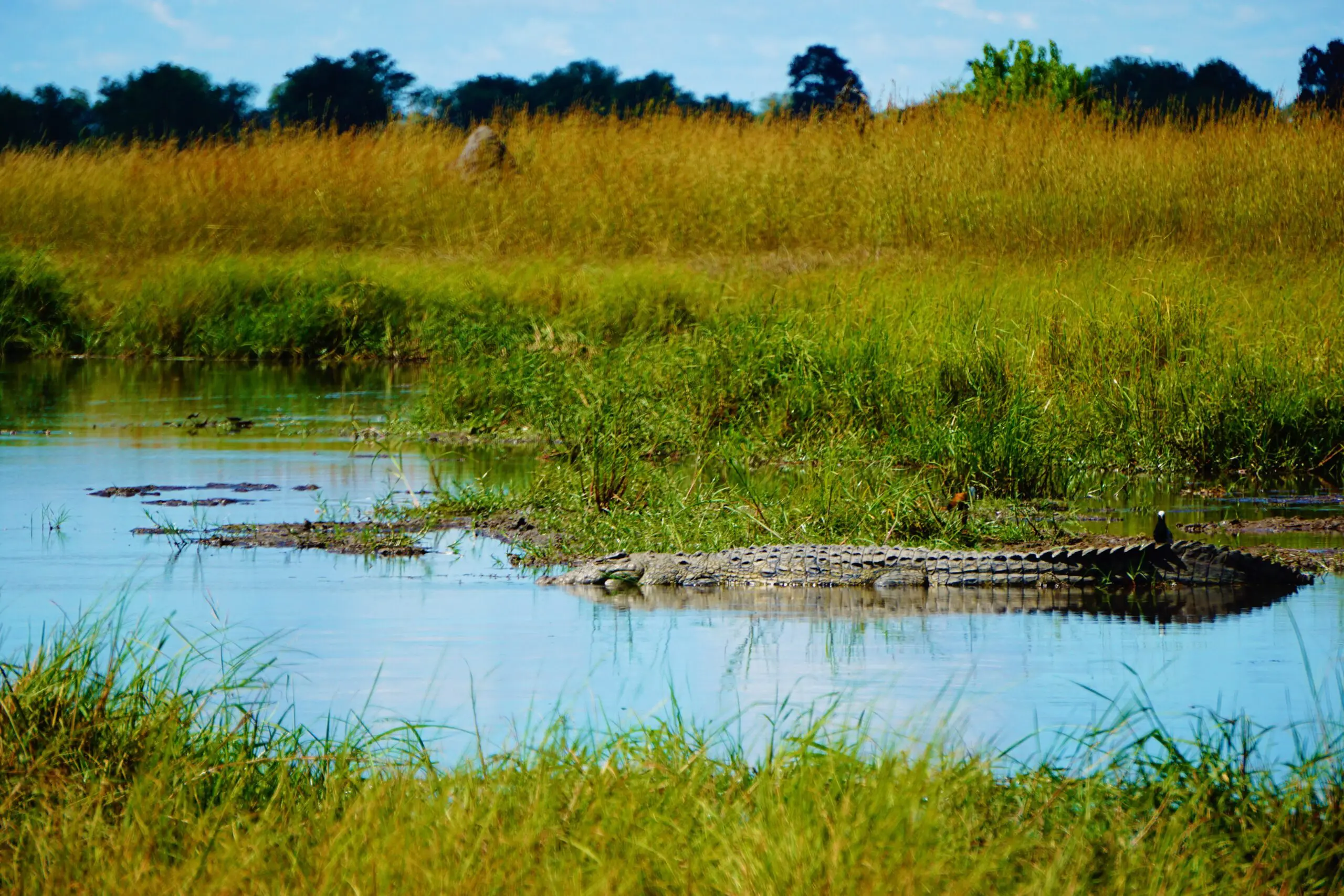 Een krokodil ligt gedeeltelijk onder water in een kalme, ondiepe rivier omgeven door hoog, dicht gras en riet onder een heldere, heldere hemel.