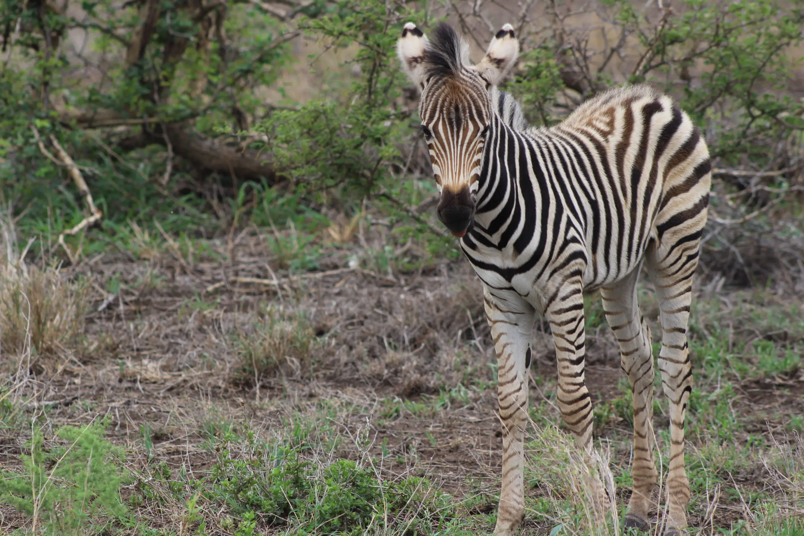 Een jonge zebra met zwarte en witte strepen staat op een grasveld, met het gezicht naar de camera. Er zijn struiken en bomen op de achtergrond.