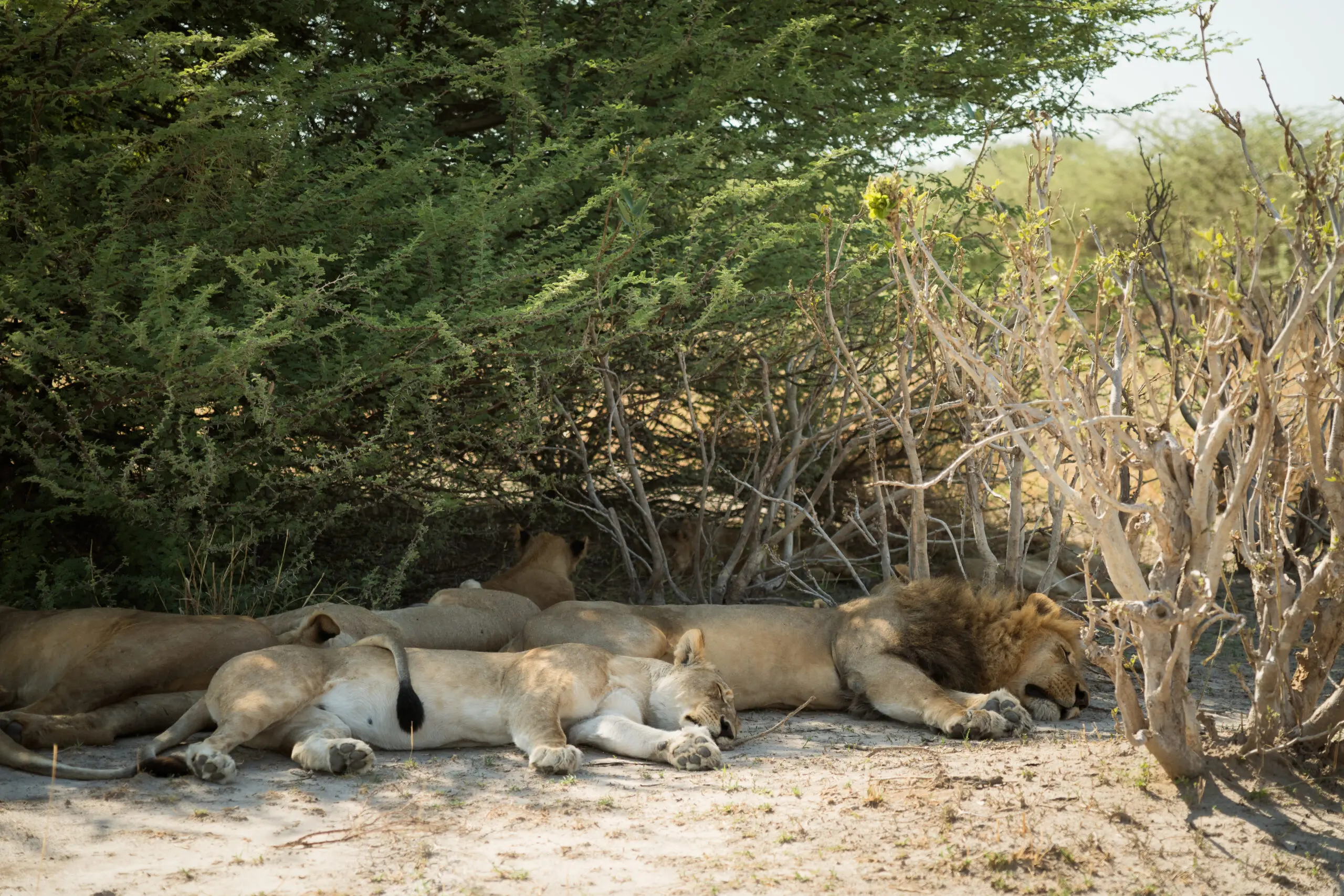 Een groep leeuwen rust op de grond in de schaduw van dichte struiken en bomen, samen ontspannen in een zonovergoten, droog landschap.
