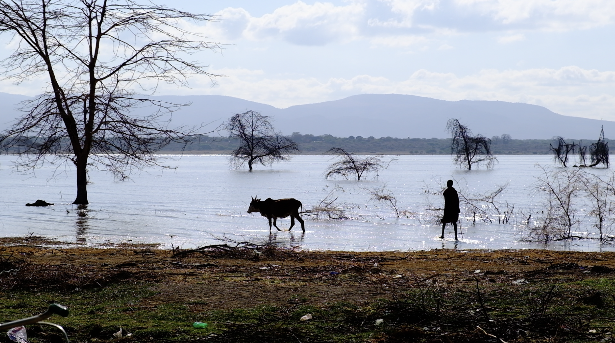 Een persoon loopt naast een koe in ondiep water bij bladerloze bomen, met bergen en een bewolkte lucht op de achtergrond. De scène ziet er kalm en sereen uit, met weerspiegelingen in het water.