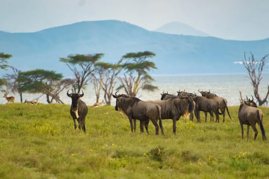 Eine Gruppe von Gnus steht und grast auf einer Grasebene in der Nähe eines Gewässers, mit verstreuten Bäumen und entfernten blauen Bergen im Hintergrund.