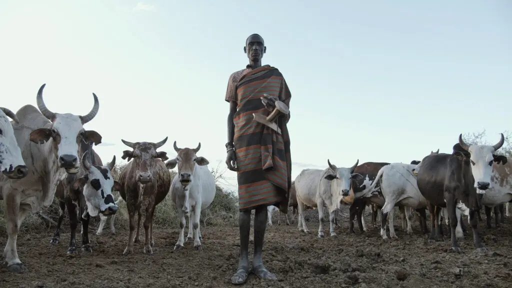Een persoon in traditionele gestreepte kleding staat blootsvoets tussen een kudde vee op droge, aardse grond, met een heldere hemel op de achtergrond. Het vee staat dicht om de persoon heen.