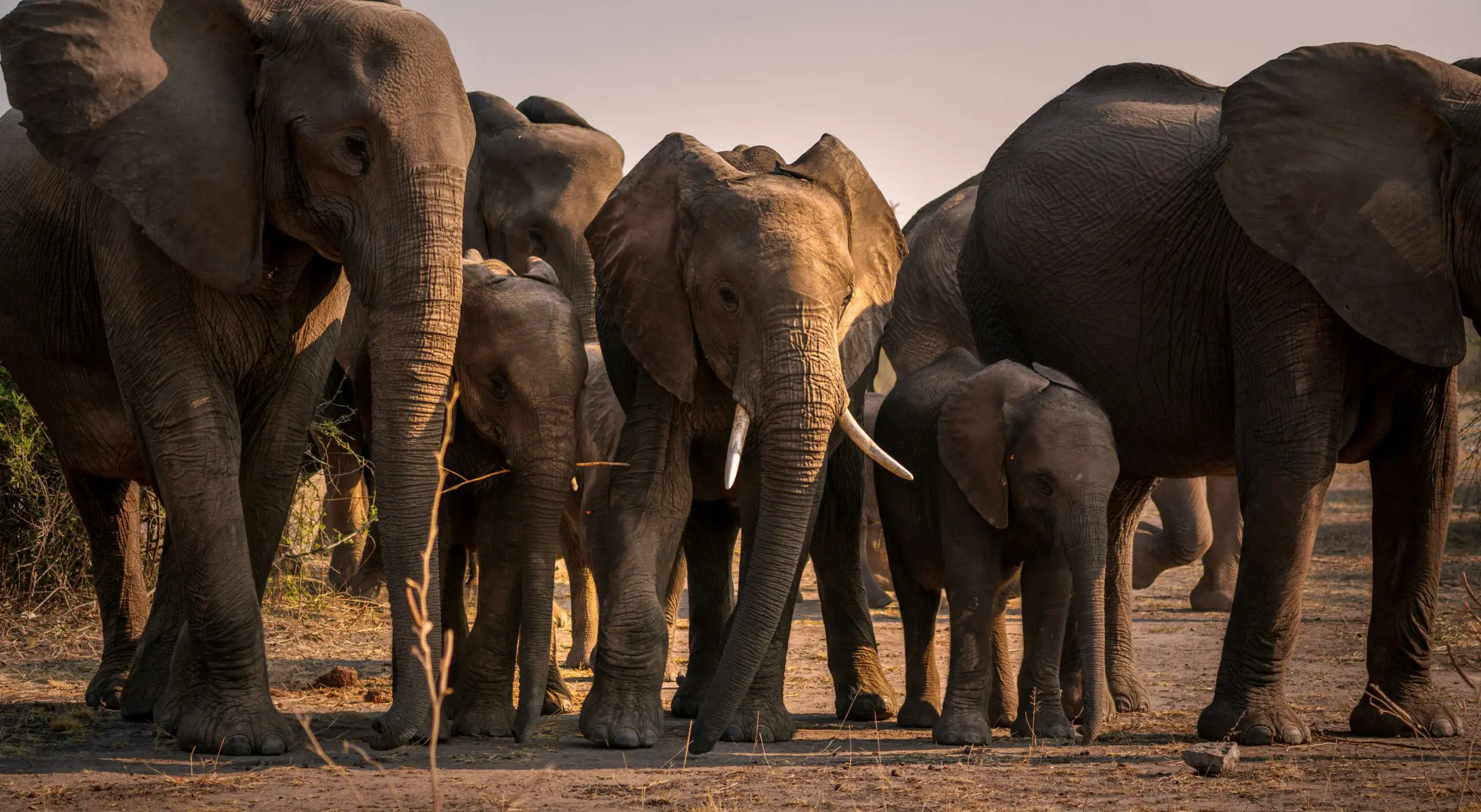Een groep Afrikaanse olifanten, waaronder volwassenen en kalveren, staat dicht bij elkaar op een droge, zonovergoten grond in een natuurlijke savanneomgeving.