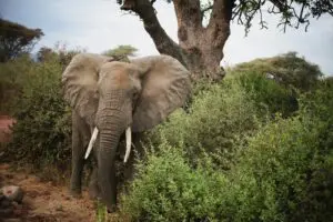 Een Afrikaanse olifant met grote slagtanden staat tussen groene struiken en bomen, gedeeltelijk verborgen door gebladerte, op een bewolkte dag in een natuurlijk, wild landschap.