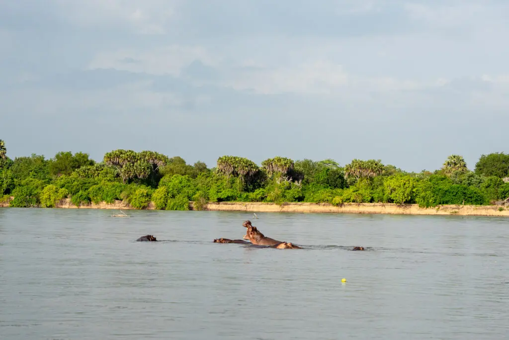 Nyerere National Park
