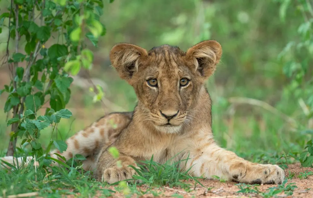 Nationale Parken in Tanzania