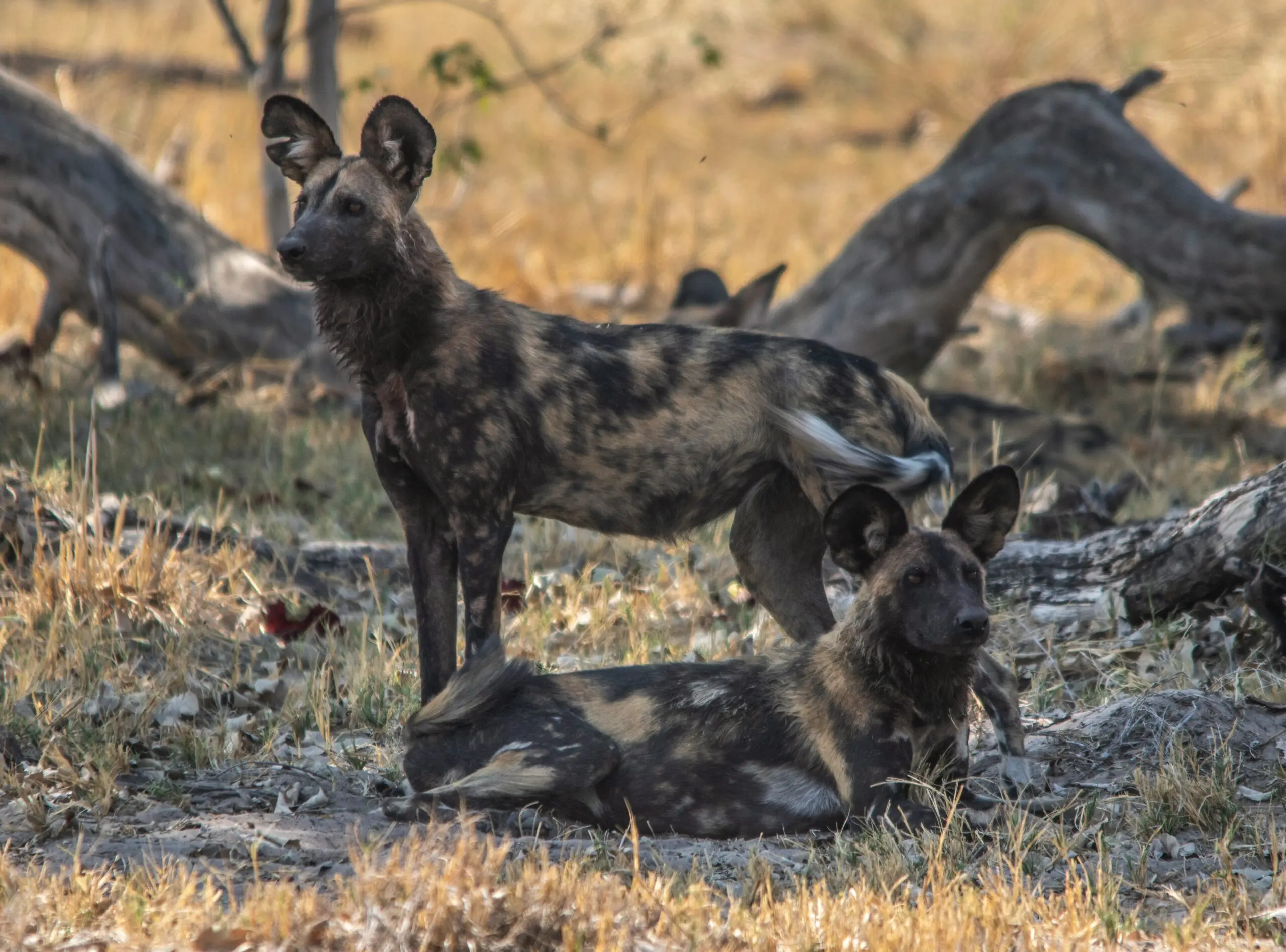 Twee Afrikaanse wilde honden met een gevlekte bruine, zwarte en witte vacht, de ene alert staand en de andere liggend, rusten op droog gras en vuil tussen afgevallen boomtakken in een zonovergoten savanne.