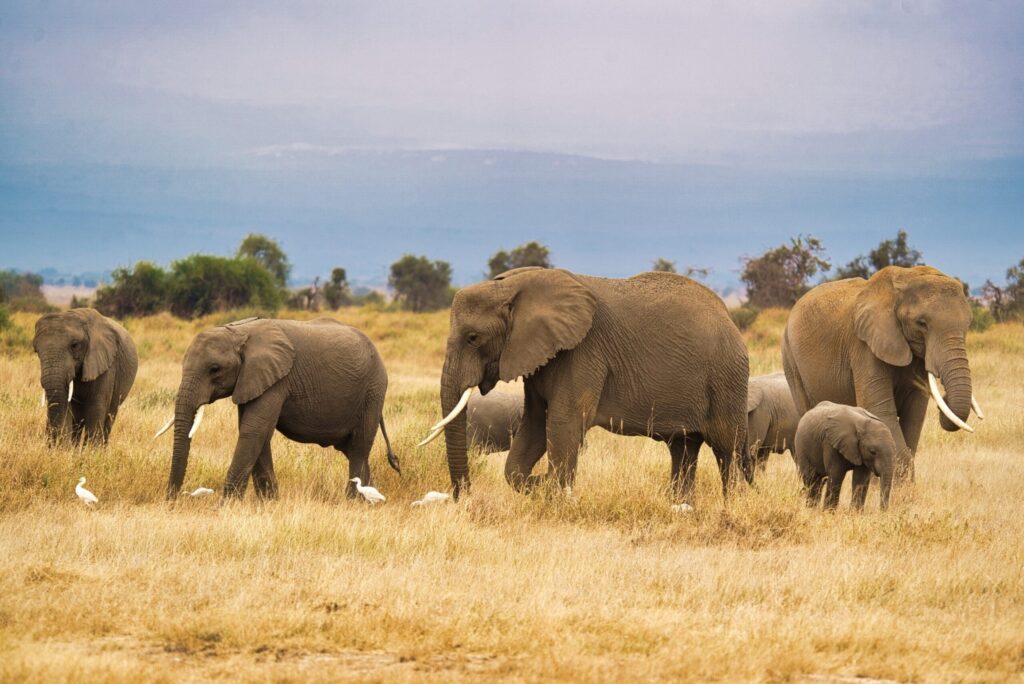 Eine Elefantenherde, darunter Erwachsene und ein Kalb, wandert durch hohes Gras in einer Savannenlandschaft mit weißen Vögeln in der Nähe und fernen Bäumen unter einem bewölkten Himmel.