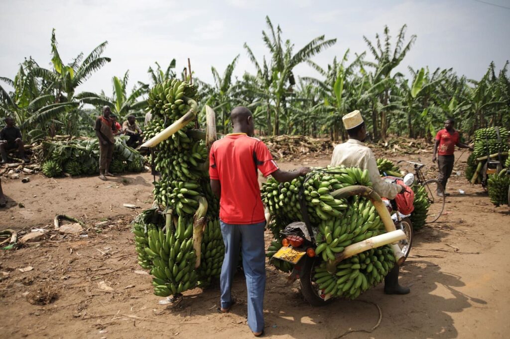 Travel Story: Matthijs und Meikes Abenteuer in Uganda