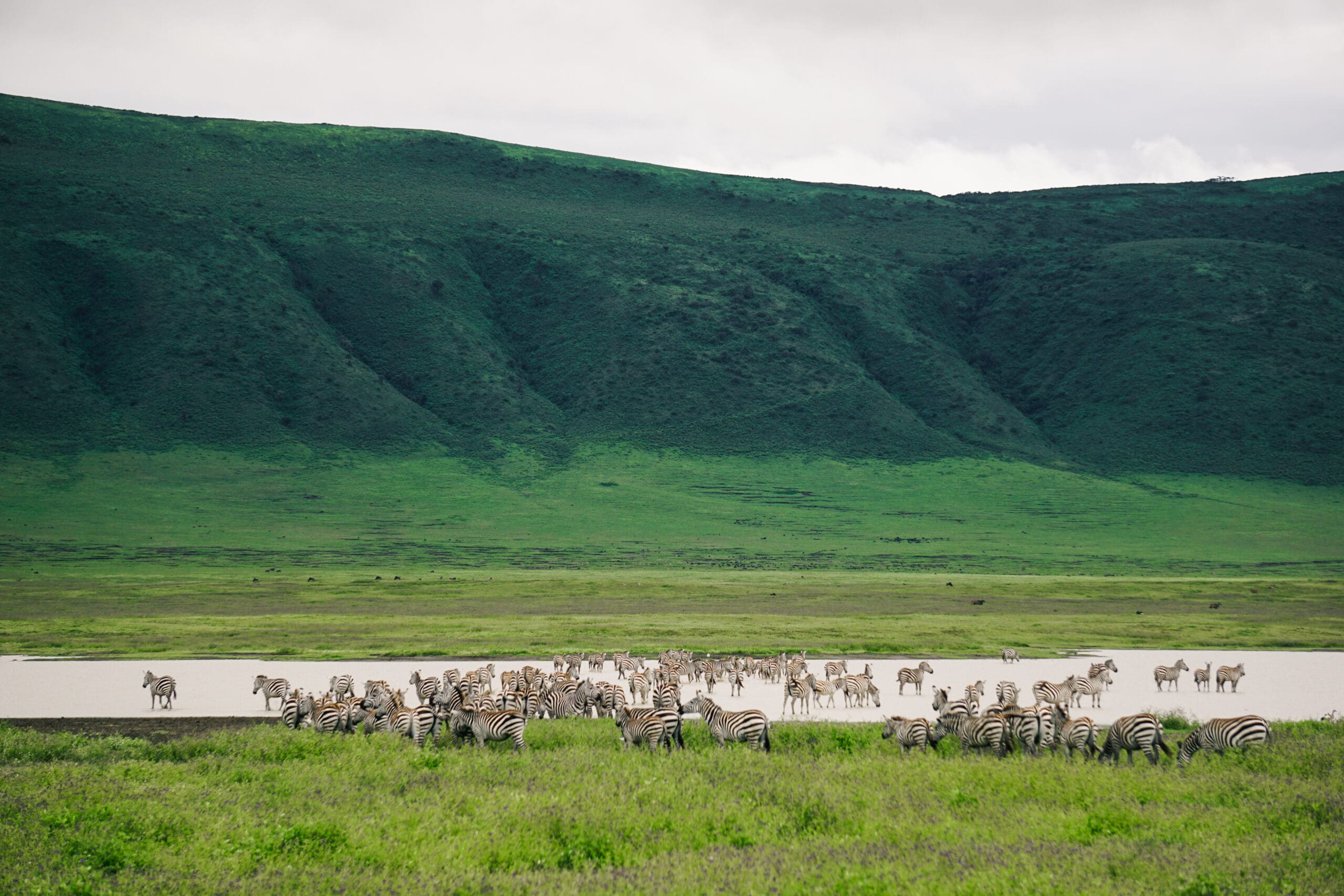 Een grote kudde zebra's graast en drinkt bij een bleke waterpoel, omringd door weelderig groen grasland en glooiende, dichtbegroeide heuvels op de achtergrond.