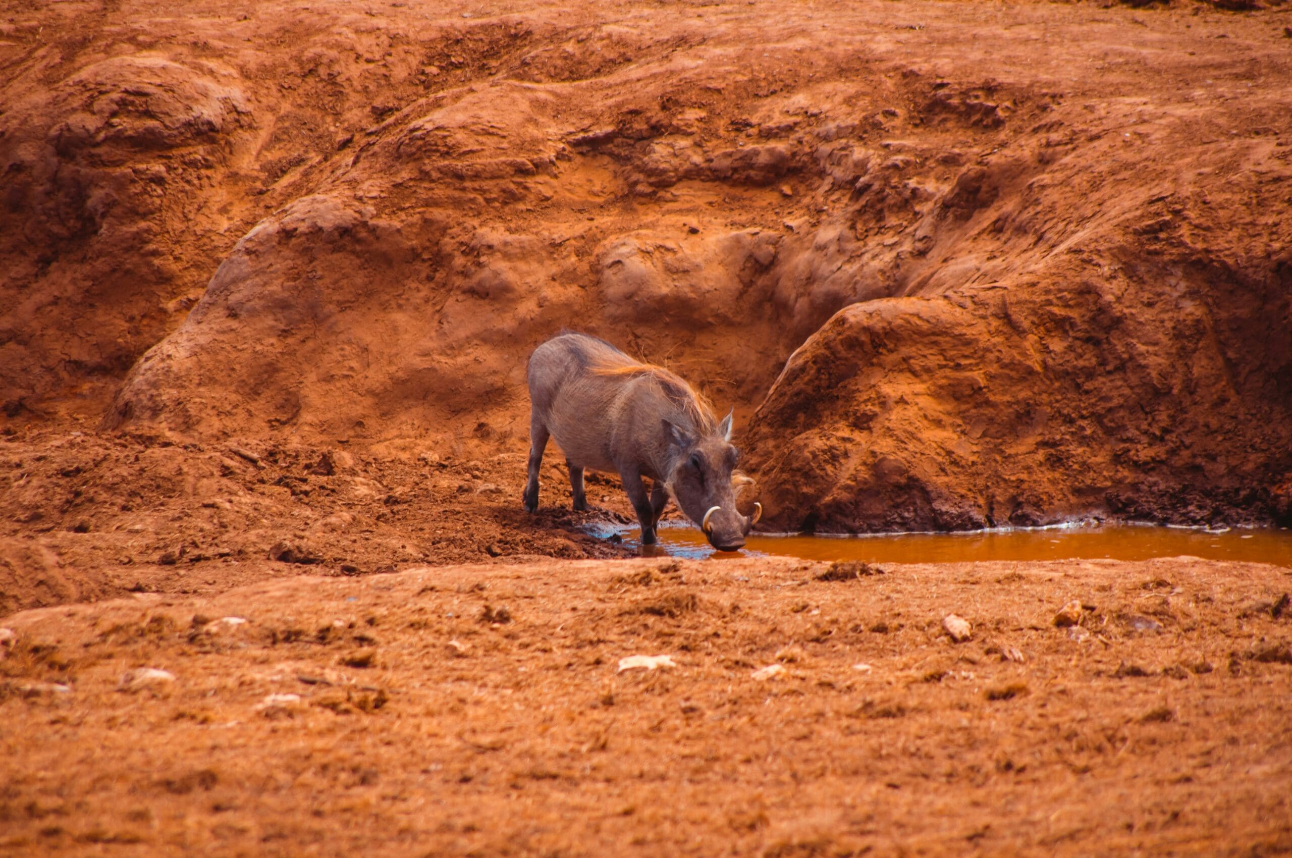 Addo Elephant National Park | Charlie’s Travels