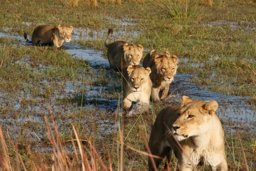 High-end safari