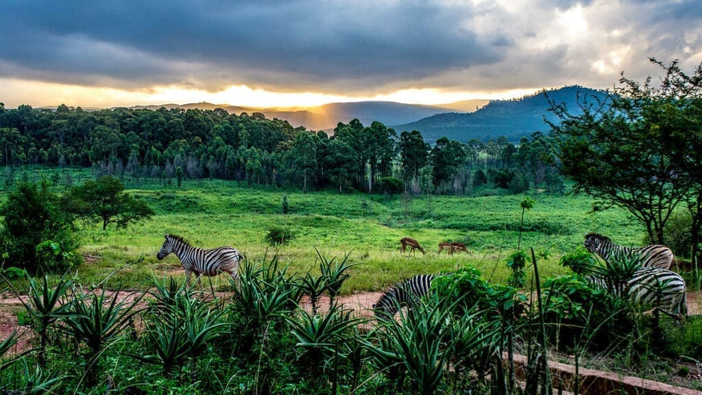 zebra’s en antilopen grazen in een groen natuurgebied met bergen op de achtergrond tijdens zonsondergang in eswatini