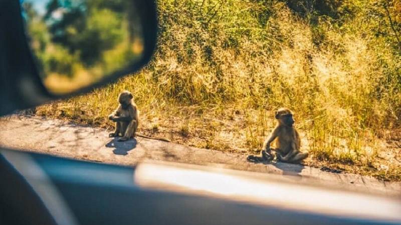 Twee apen zitten aan de kant van een zonverlichte weg in Zuid Afrika, gezien vanuit een autoraam met een deel van de zijspiegel en deur zichtbaar op de voorgrond. Lang gras groeit naast de weg, waardoor een vluchtig moment wordt vastgelegd voor reizigers die passeren.