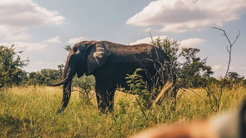 Een olifant staat in hoog gras omringd door struiken en bomen onder een gedeeltelijk bewolkte hemel in een natuurlijk savannelandschap, perfect voor reizigers die de wilde schoonheid van Zuid Afrika verkennen.