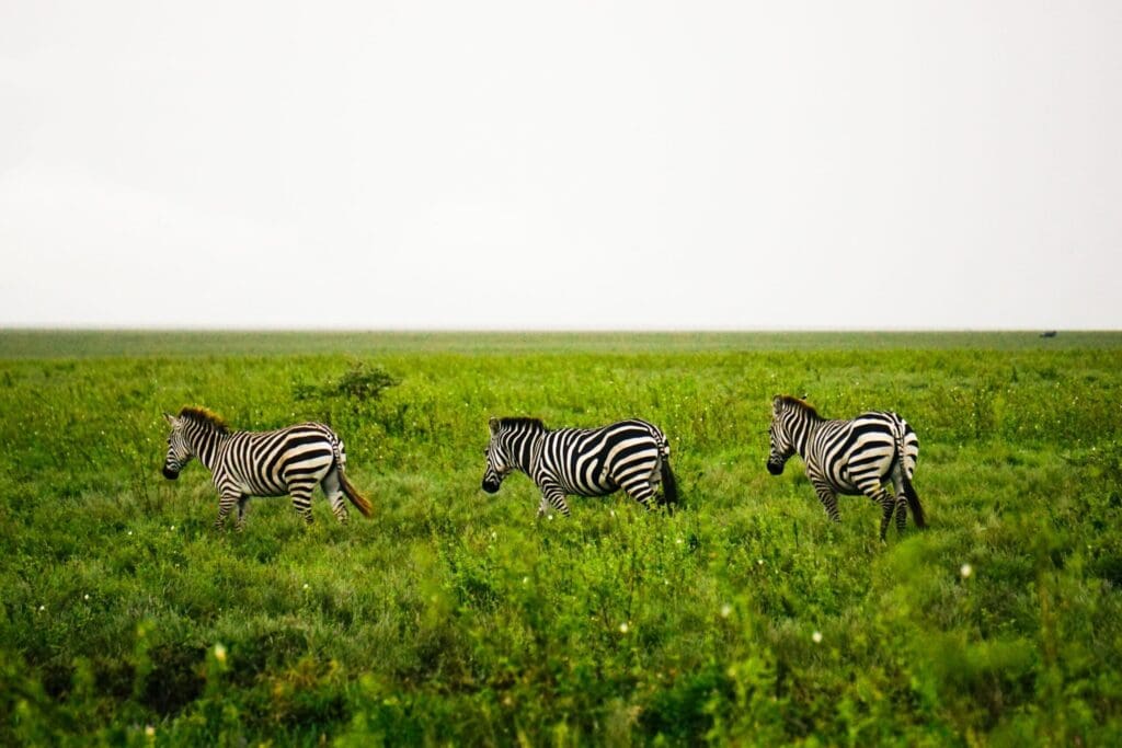 Wildlife paradijs: Tanzania en Zanzibar!