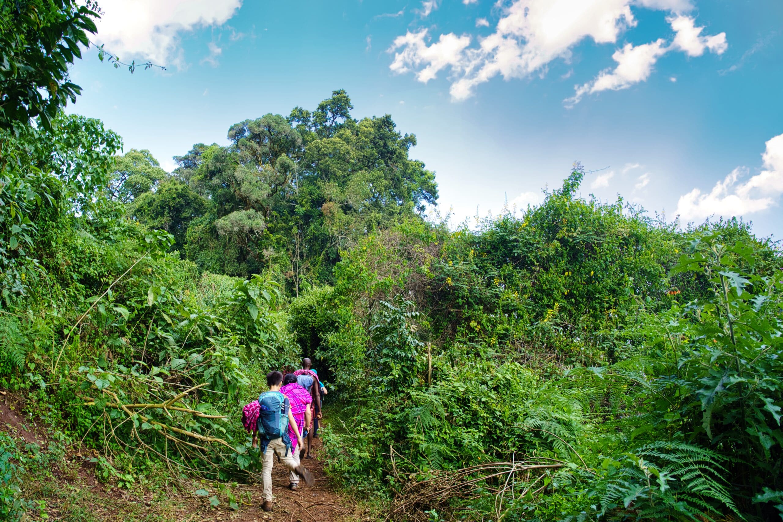 Wandelaars met gidsen lopen door dichtbegroeid pad in de Loita Hills Kenia