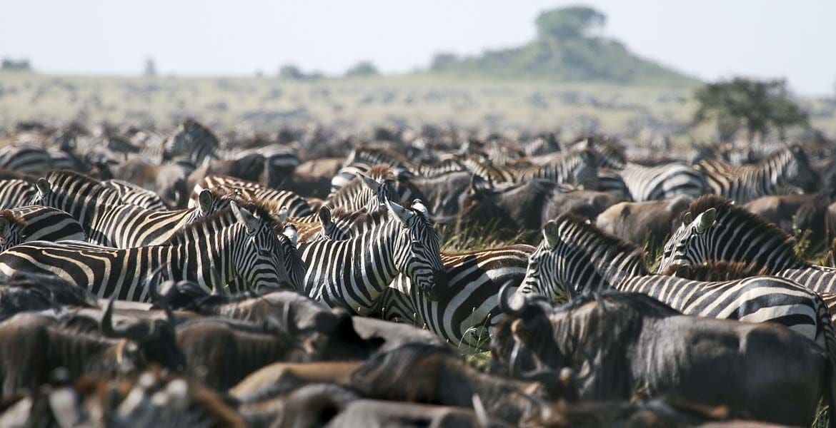 Serengeti