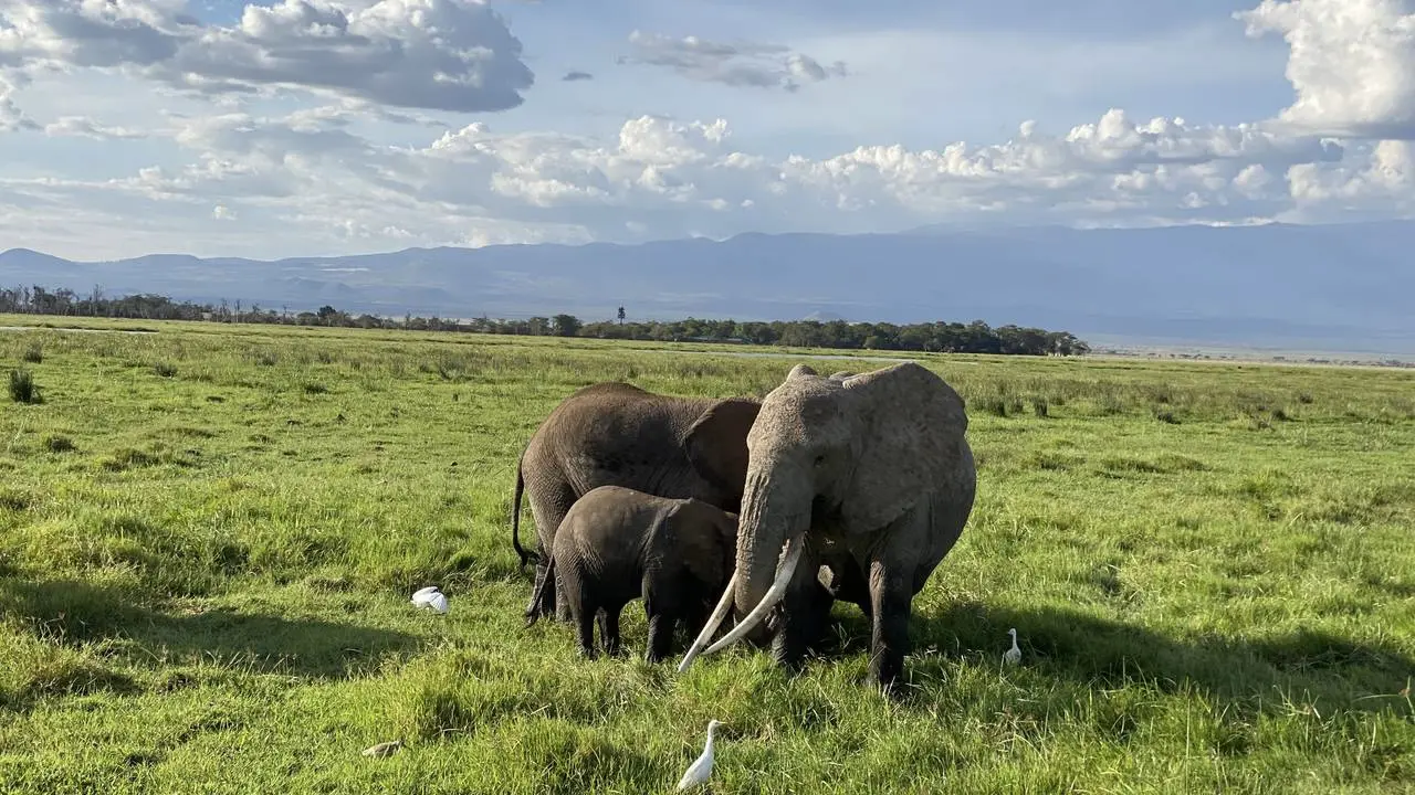 Kenias vielfältige Dschungel: Beton, Regenwald und Savanne!
